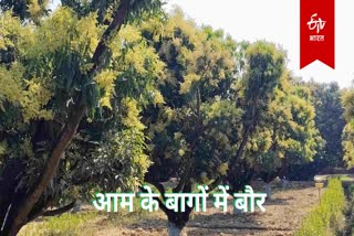 बागों में बौर