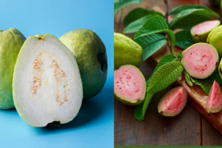 PINK VS WHITE COLOUR GUAVA  HEALTH BENEFITS OF GUAVA  PINK COLOUR GUAVA BENEFITS