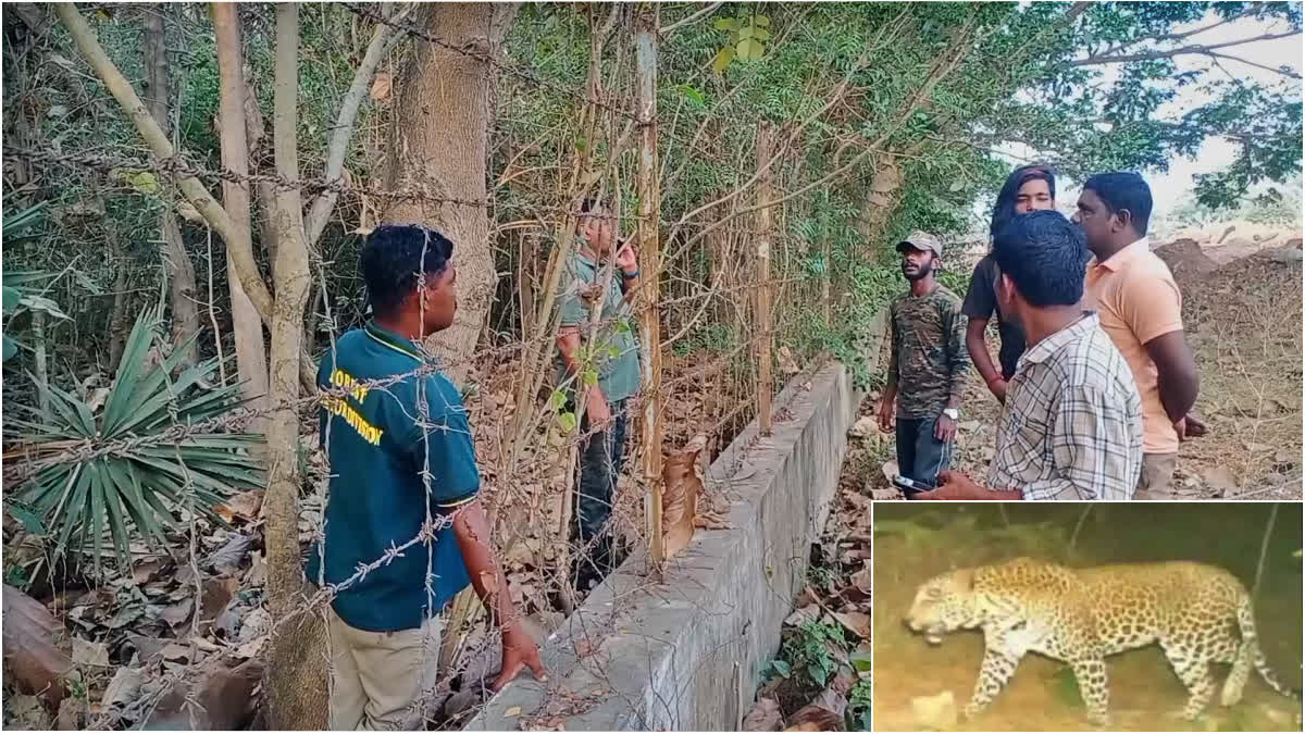 Leopard movement in Mayiladuthurai