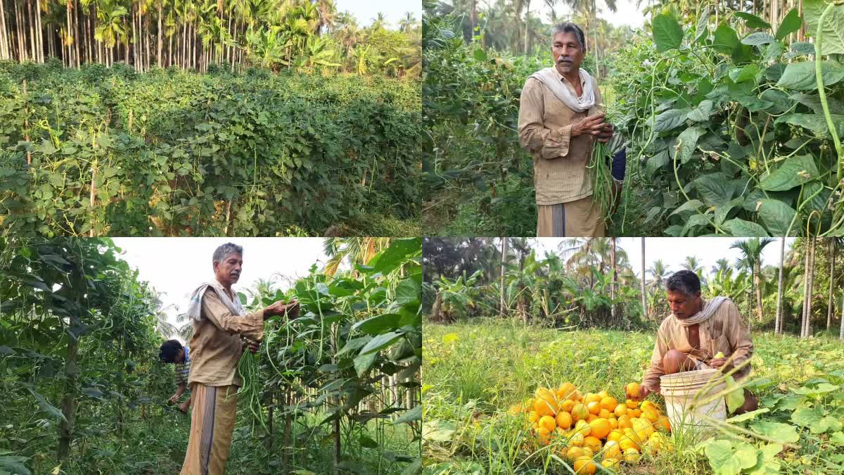 കോഴിക്കോട് വാര്‍ത്ത  VEGETABLE CULTIVATION  VEGETABLE FARMING IN KERALA  കേരളത്തിലെ വിഷു വിപണി