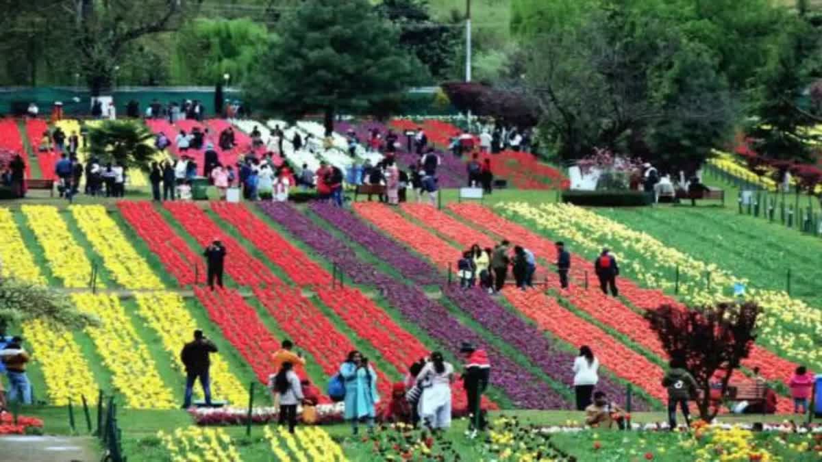 more-than-two-lakh-fifty-thousand-visited-tulip-garden-srinagar