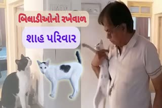 રઝળતી બિલાડીઓનો રખેવાળ