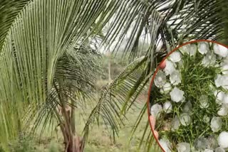 HAILSTORM RAIN