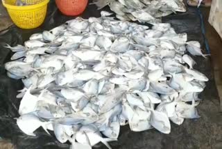 Andhra_Pradesh_Fishing_banned_For_61_Days