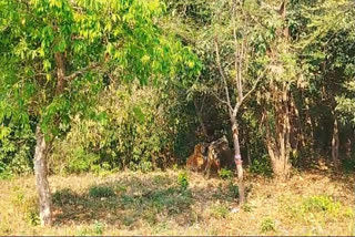 Bull and tiger fight in Jim Corbett Park