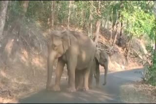 ELEPHANT AMBULANCE ATTACK  ATHIRAPPALLY MALAKKAPPARA  AMBULANCE DRIVER  AHOKAN