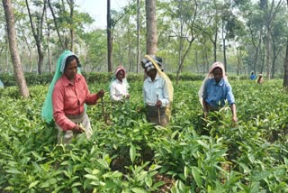 Etv Bharatvoters in tea gardens of North Bengal