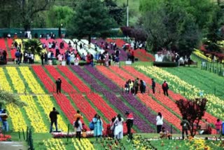 more-than-two-lakh-fifty-thousand-visited-tulip-garden-srinagar