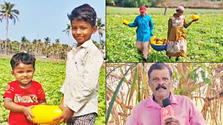 VISHU 2024  വിഷുക്കണി  GOLDEN CUCUMBER HARVESTING  കണിവെള്ളരി