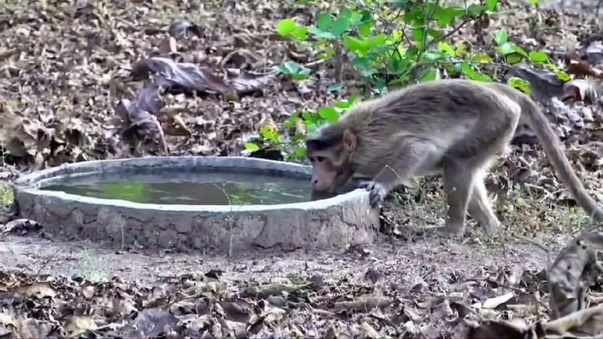 Monkey drinking water from a cement tank