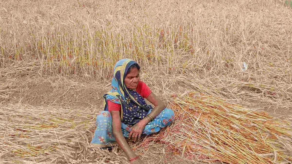 CROP RUINED DUE TO RAIN