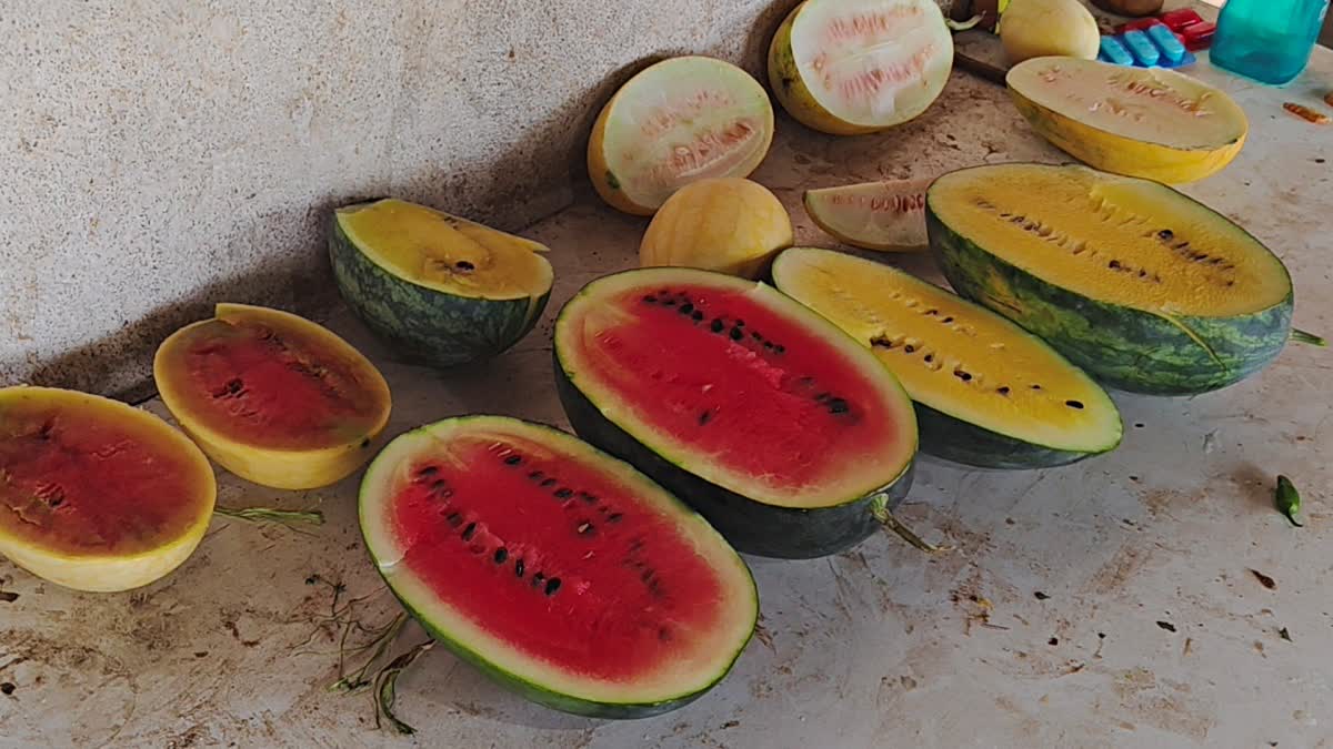 Farmer Manoj Kumar Mahto set example for farmers by cultivating yellow watermelon in Dhanbad
