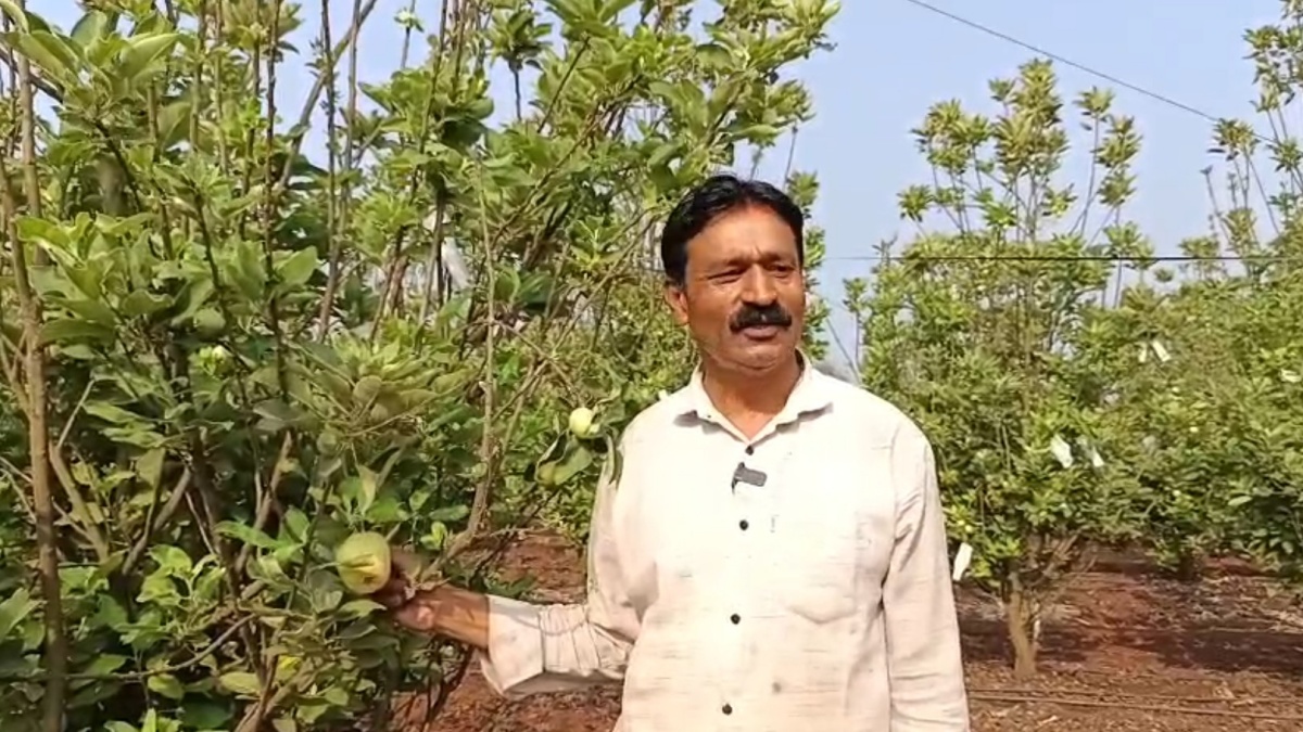 கரும்பு விளைவிக்கும் வயலில் ஆப்பிள் வளர்த்து சாதனை மேற்கொண்ட மகாராஷ்டிரா மாநிலத்தின் கோலாப்பூர் விவசாயி