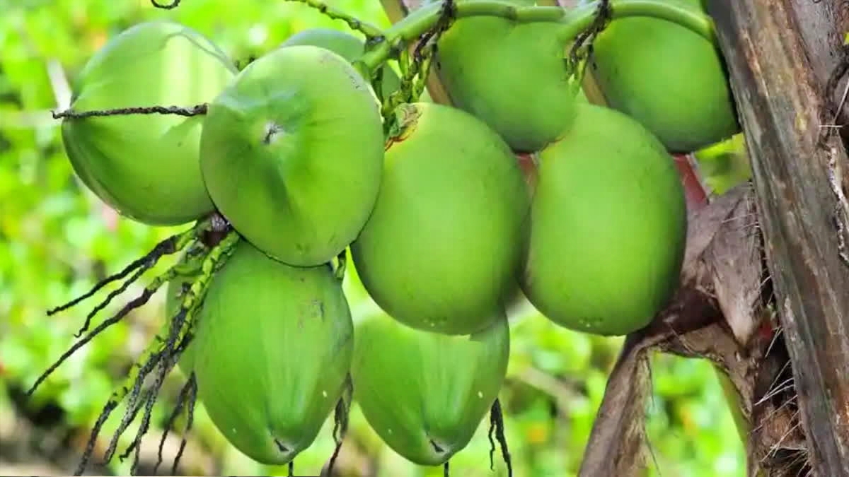 COCONUT