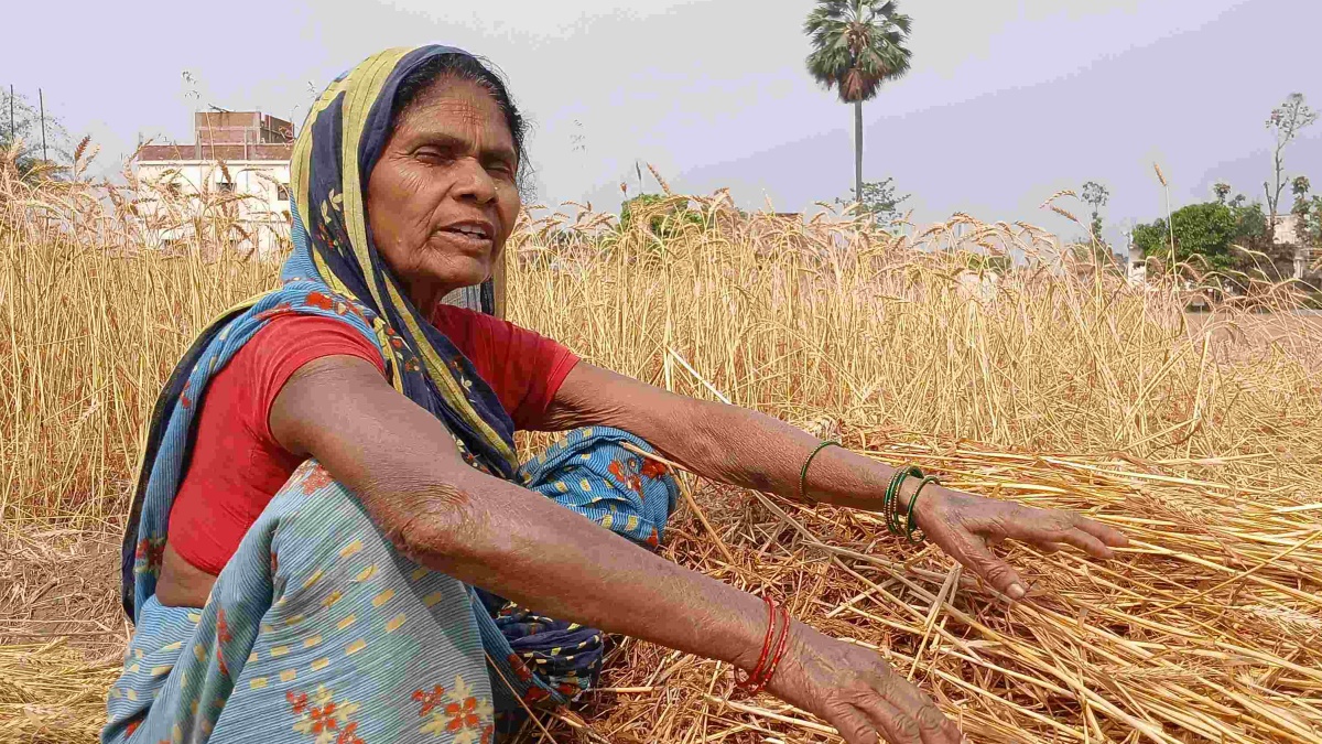 CROP RUINED DUE TO RAIN