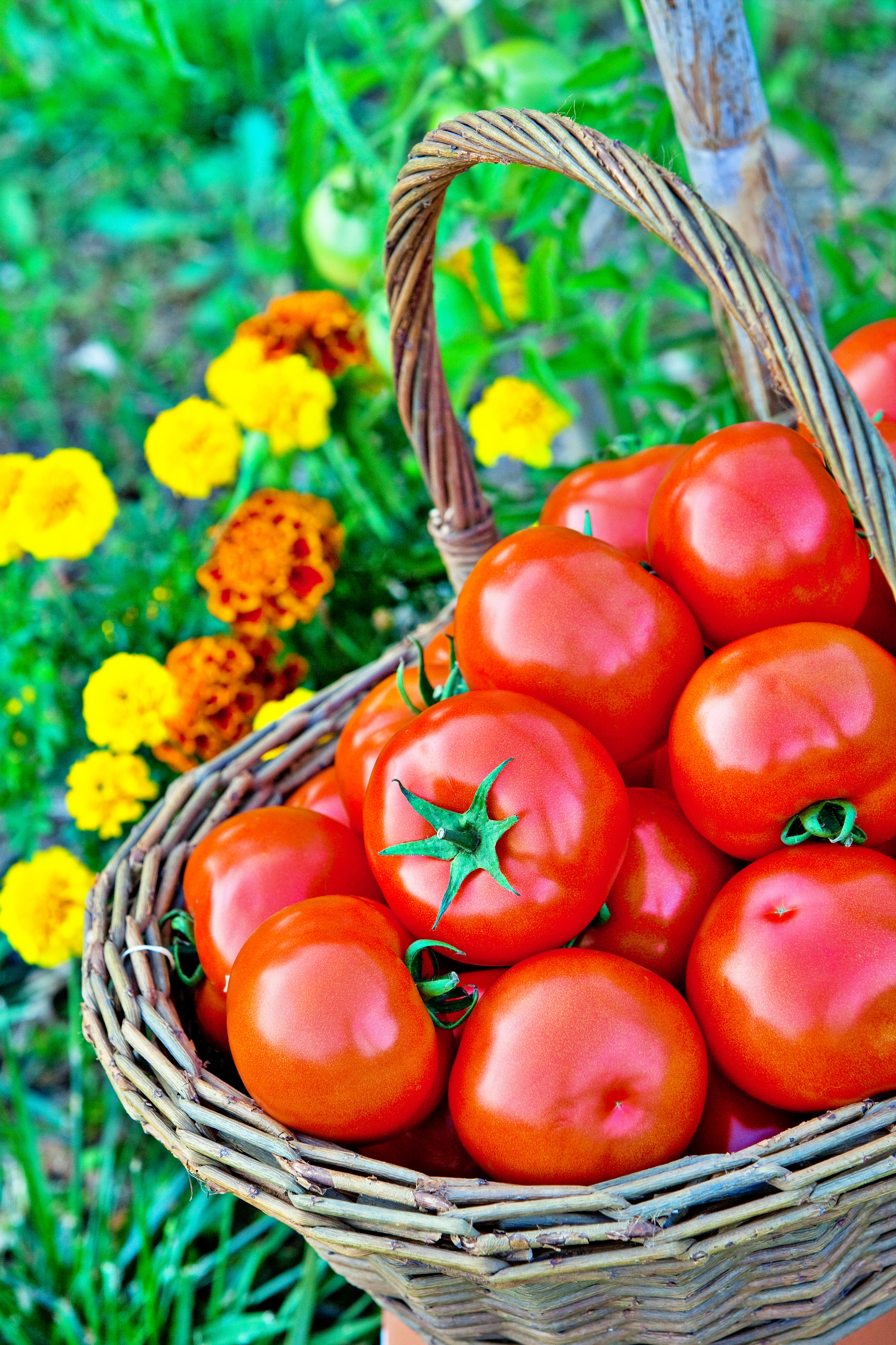 tiffin_center_tomato_chutney_recipe