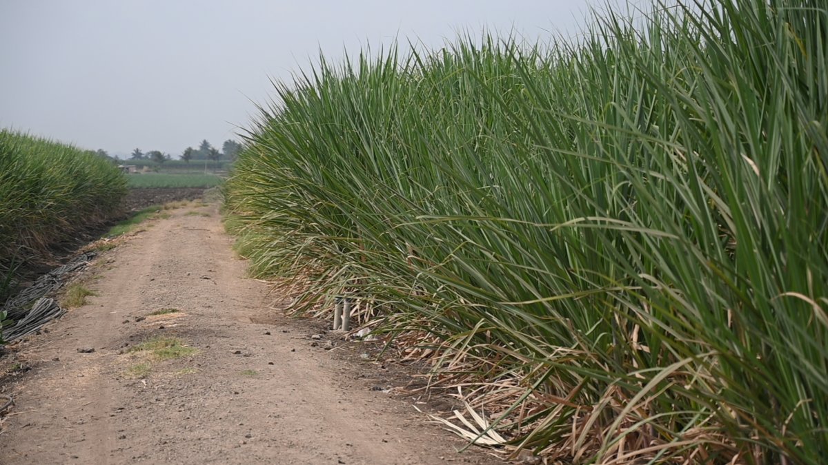 SUGARCANE FARMING IN MAHARASHTRA