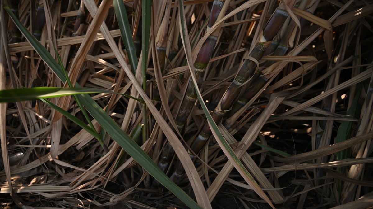 SUGARCANE FARMING IN MAHARASHTRA