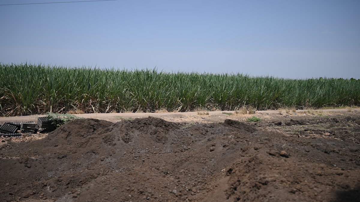 SUGARCANE FARMING IN MAHARASHTRA
