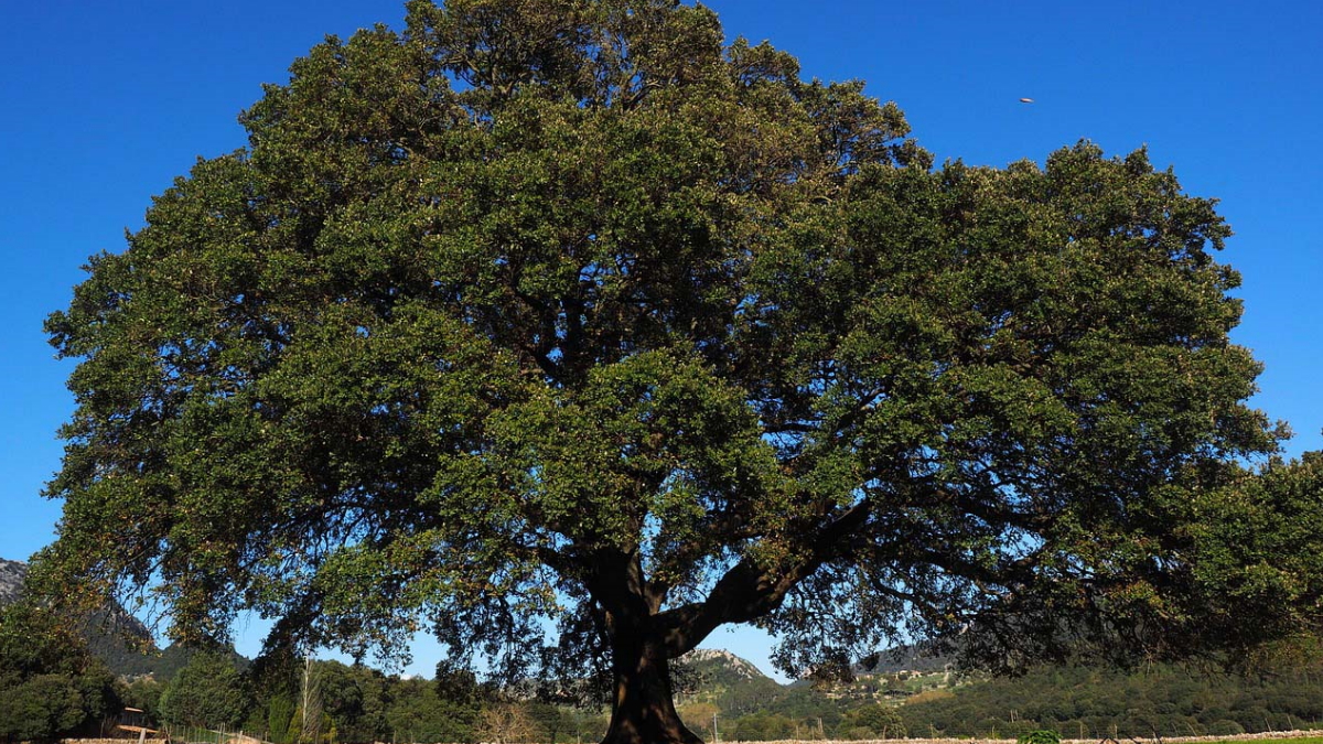 Cinnamomum camphora