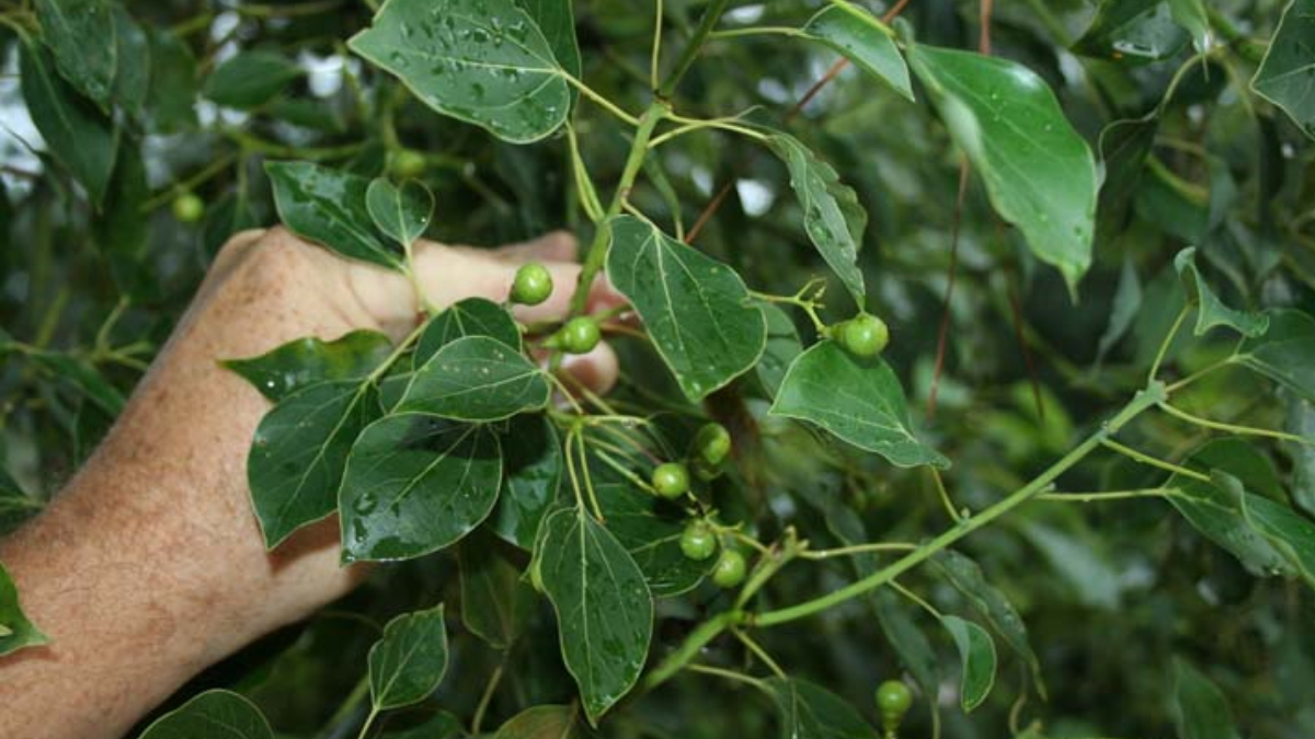 Karpuram Tree at Home