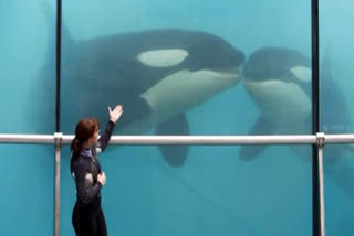 Under the 2021 French animal welfare law, shows using captive orcas and dolphins -- and some other animals -- will be banned from December 2026.
