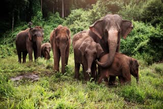 SHAHDOL ELEPHANT MOVEMENT