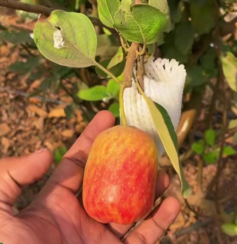 கரும்பு விளைவிக்கும் வயலில் ஆப்பிள் வளர்த்து சாதனை மேற்கொண்ட மகாராஷ்டிரா மாநிலத்தின் கோலாப்பூர் விவசாயி