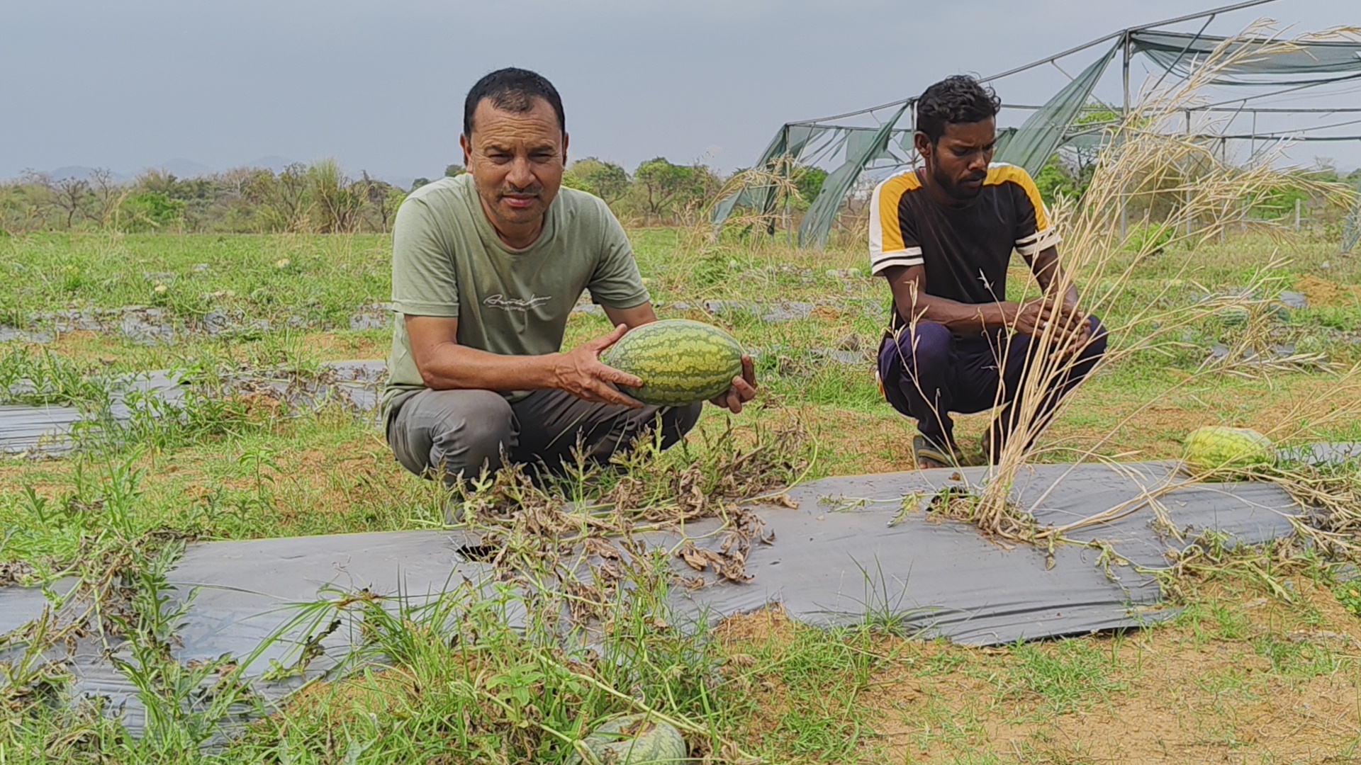 Farmer Manoj Kumar Mahto set example for farmers by cultivating yellow watermelon in Dhanbad