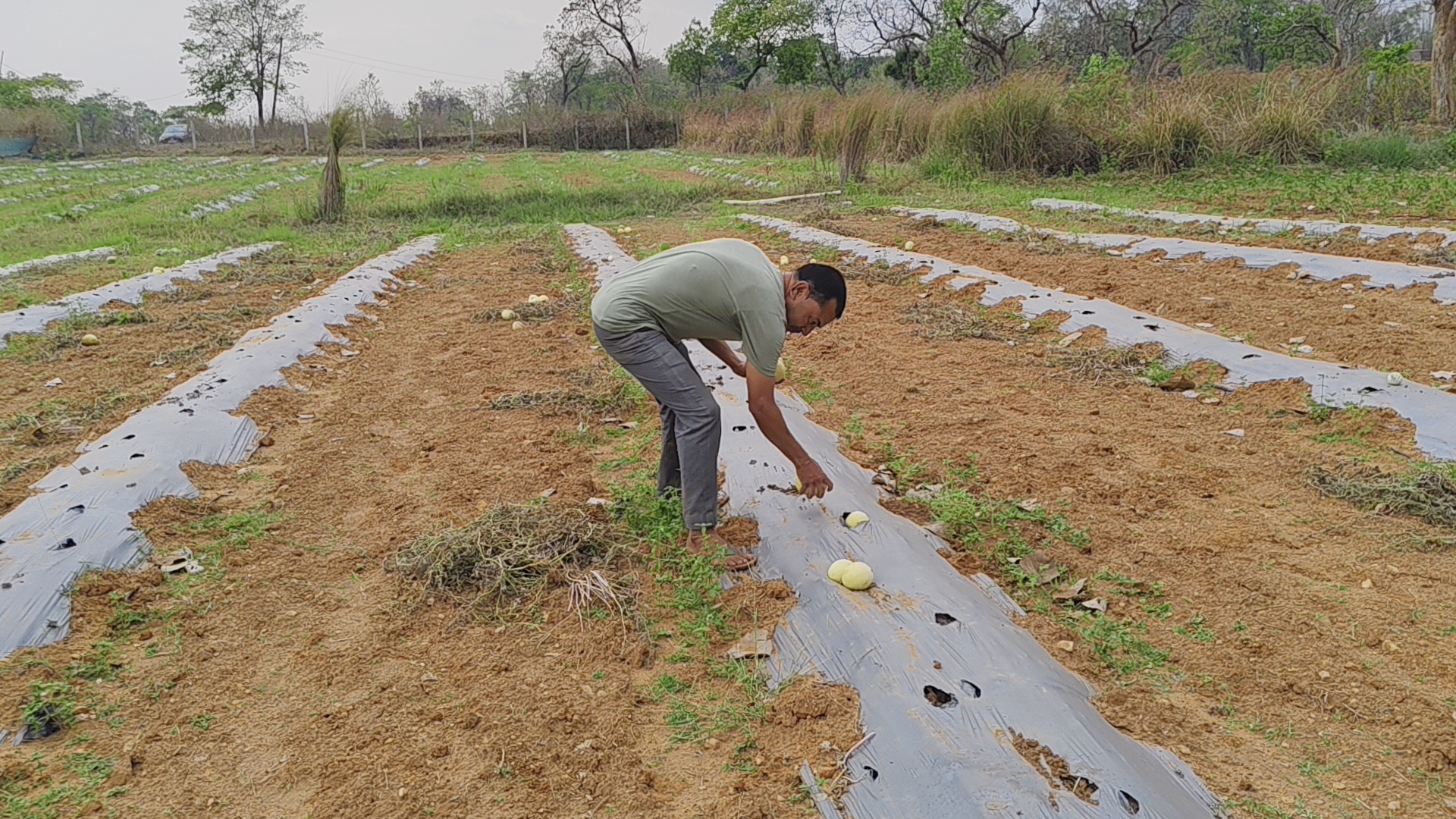 Farmer Manoj Kumar Mahto set example for farmers by cultivating yellow watermelon in Dhanbad
