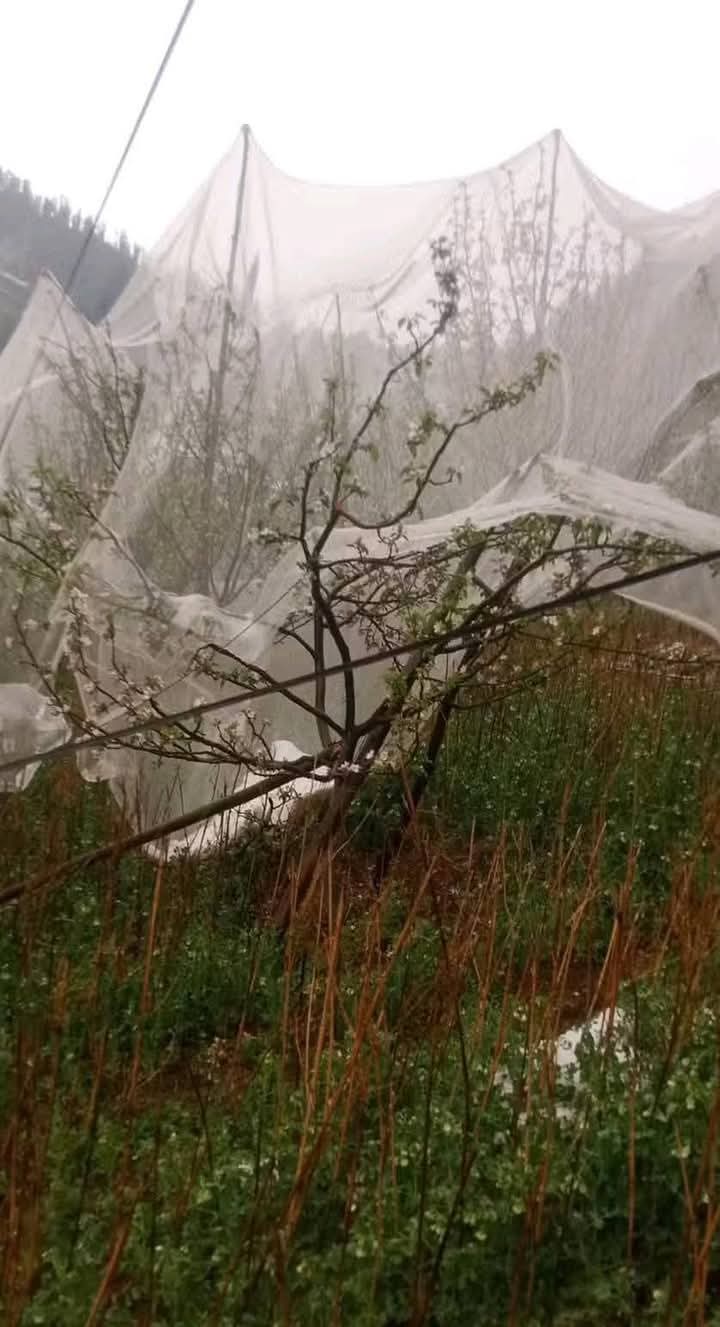 बारिश का सेब की खेती पर पड़ेगा असर