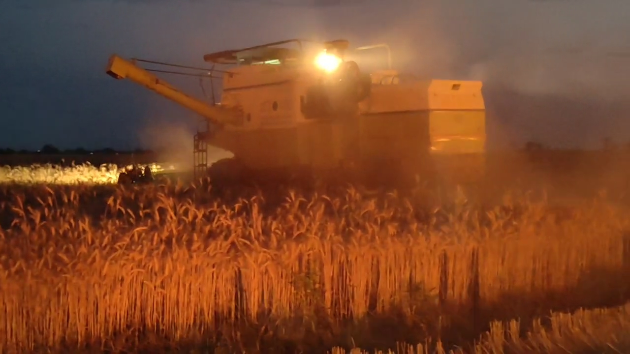 Shivpuri Wheat crop burnt to ashes
