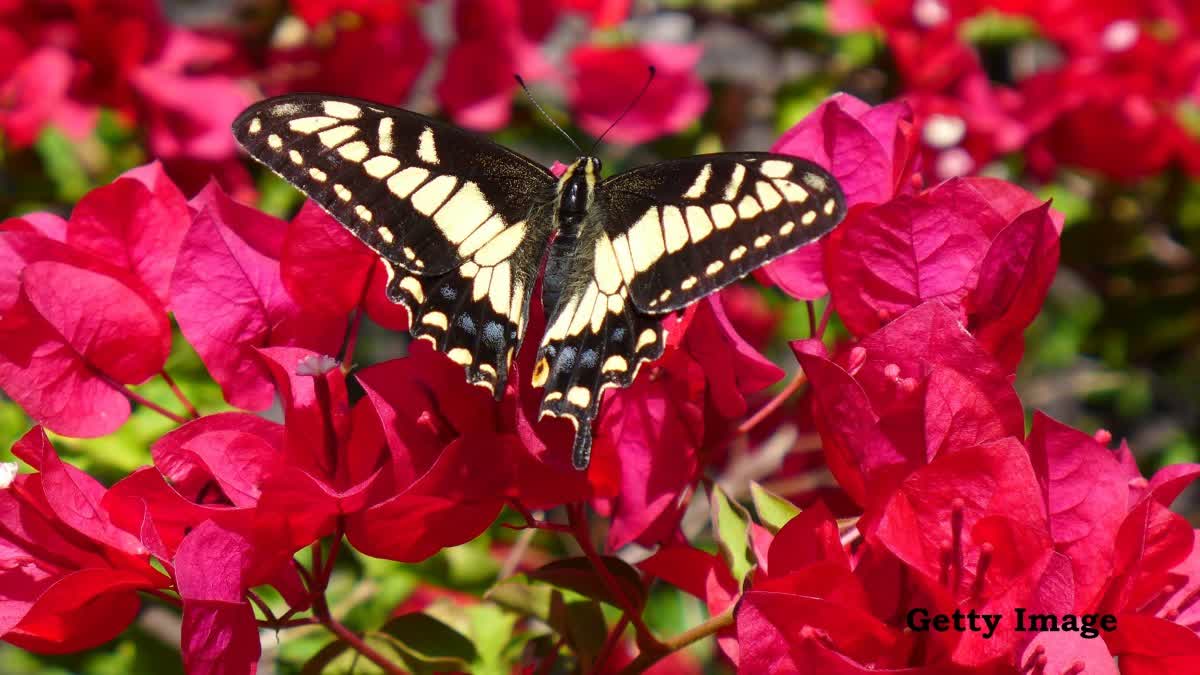 Butterfly Park Affected by Extreme Heat