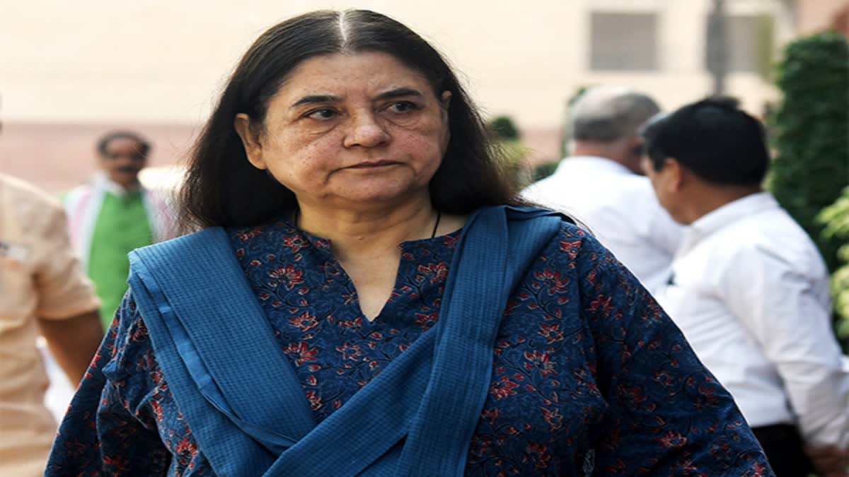 Maneka Gandhi On Varun Lok Sabha Seat