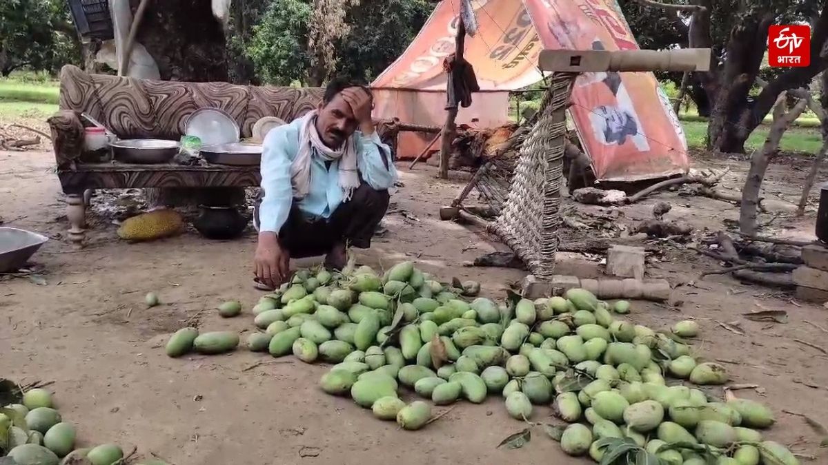 बागपत में आम की फसल बर्बाद होने से चिंता में किसान.