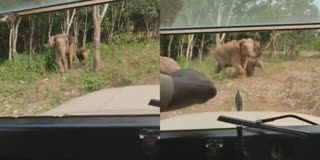 The female elephant ran towards the jeep with the baby