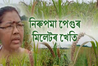 Millet Cultivation in Silapathar