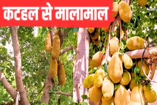 Jackfruit Farming In Bharatpur