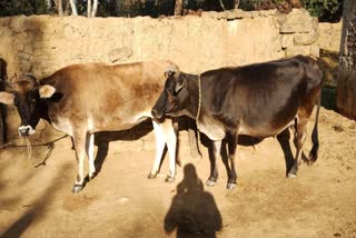 Know Desi Cow Milk Benefits