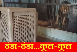 Special arrangements to protect animals from heat in Bhiwani zoo of Haryana Lions are being given cold air from the cooler