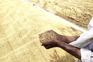 INTENSE HEAT EFFECTED FARMERS  FARMERS AT KOTTAYAM  HEAT WAVE KERALA  കൊടുംചൂടിൽ വലഞ്ഞ്‌ കർഷകര്‍