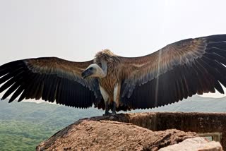 VULTURE POPULATION DECLINING in Assam