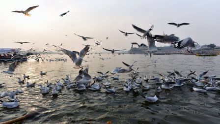World Migratory Bird Day - Raising Awareness About Migratory Birds