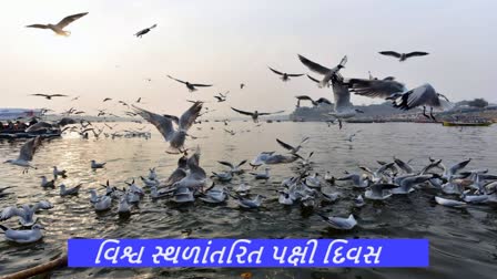 પ્રવાસી પક્ષીઓના રક્ષણની જરૂરિયાતને ઉજાગર કરવાનું ટાણું, જાણો દિન મહાત્મ્ય