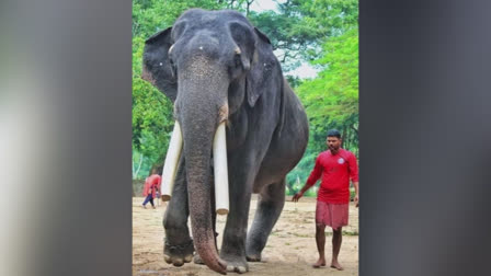 GURUVAYUR MUKUNDAN  GURUVAYUR DEVASWOM ELEPHANTS  ഗുരുവായൂര്‍ മുകുന്ദൻ  ഗുരുവായൂര്‍ ദേവസ്വം ആനകള്‍