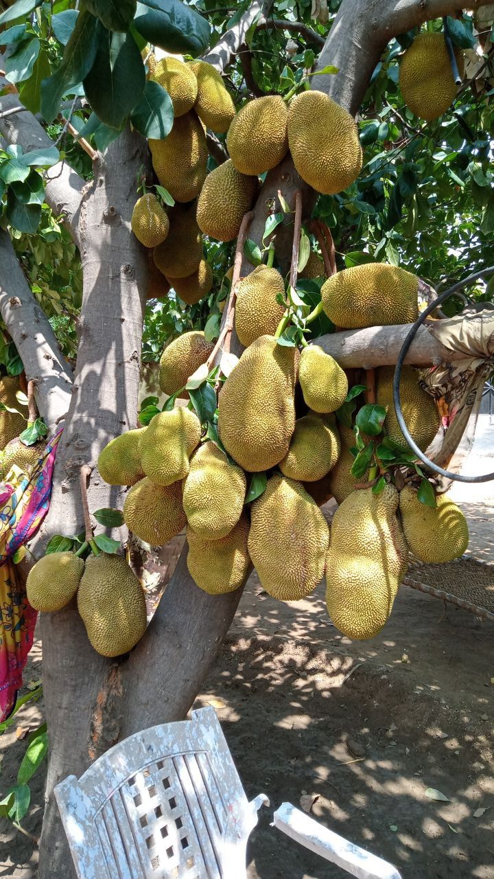 Jackfruit Farming In Bharatpur