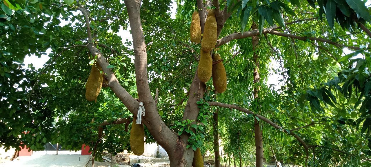 Jackfruit Farming In Bharatpur