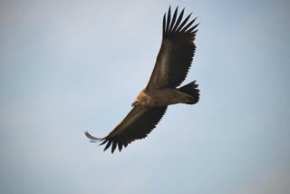 KATNI VULTURE NUMBER INCREASE
