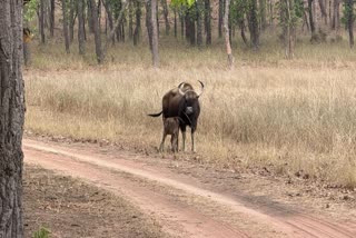 FEMALE BISON SEEN FEEDING BABY