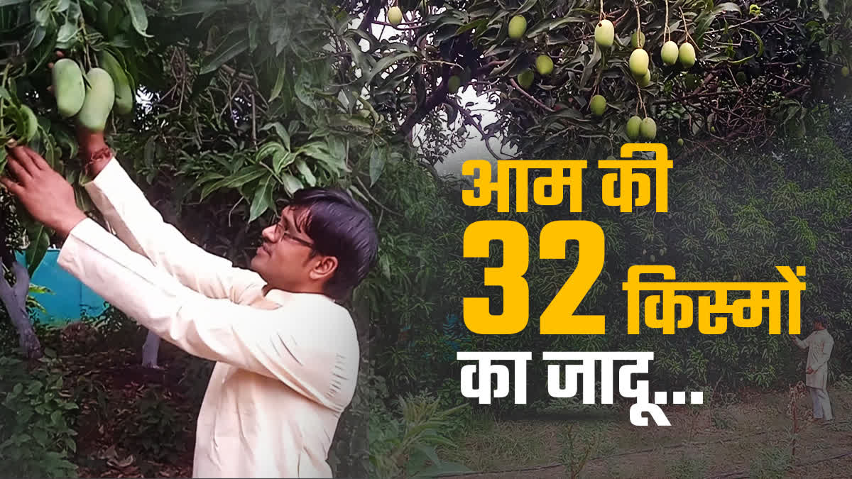 32 Varieties of Mangos in Sagar